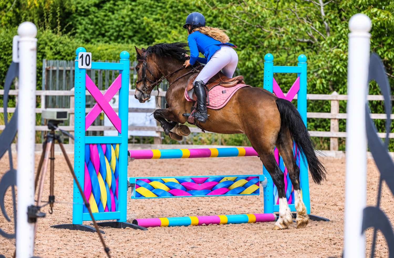 "Harold " Bay Gelding All Rounder - Horses in Stoke