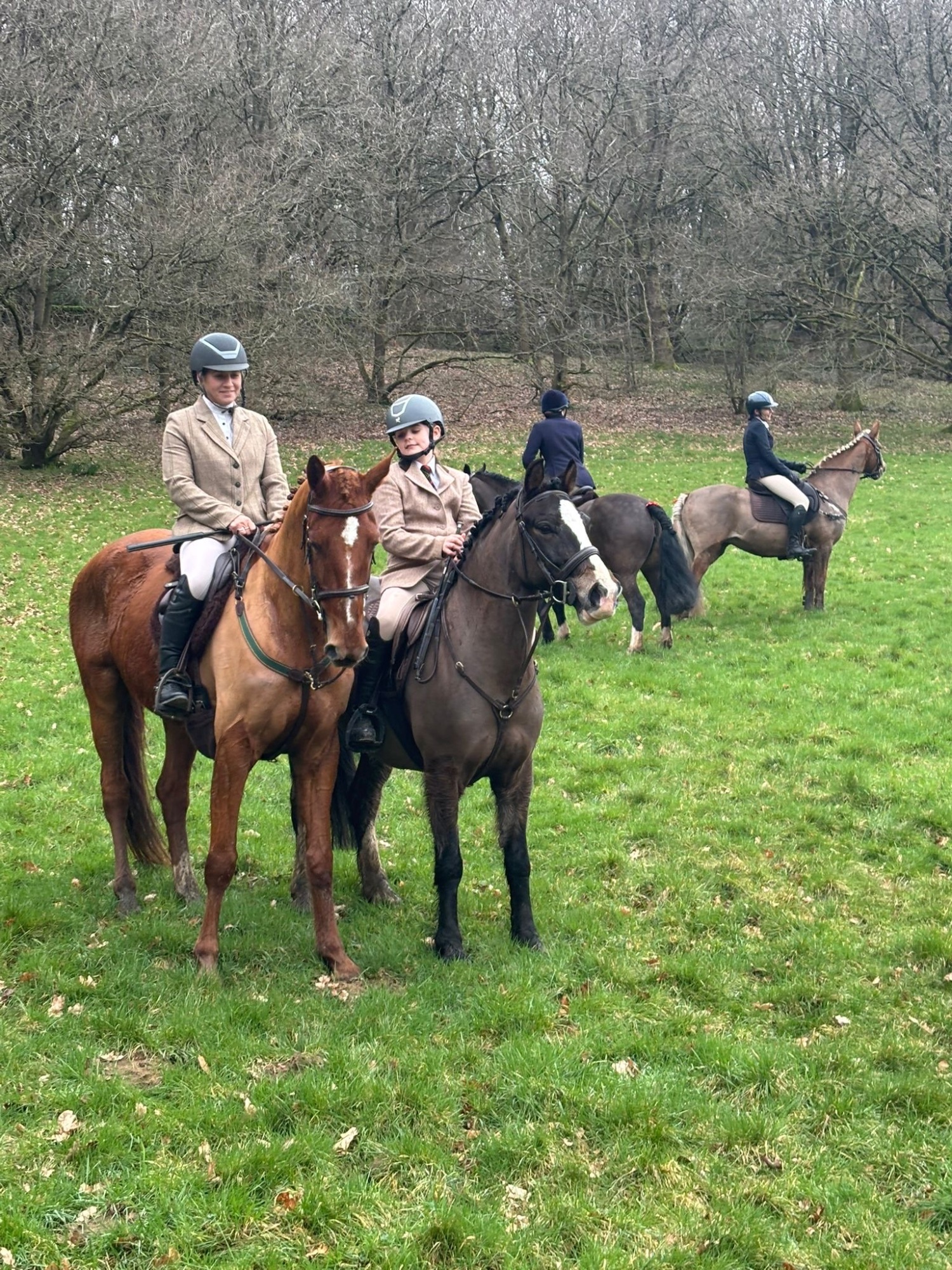 "Harold " Bay Gelding All Rounder - Horses