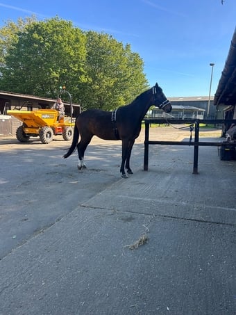"GCS Messi" Bay Gelding All Rounder
