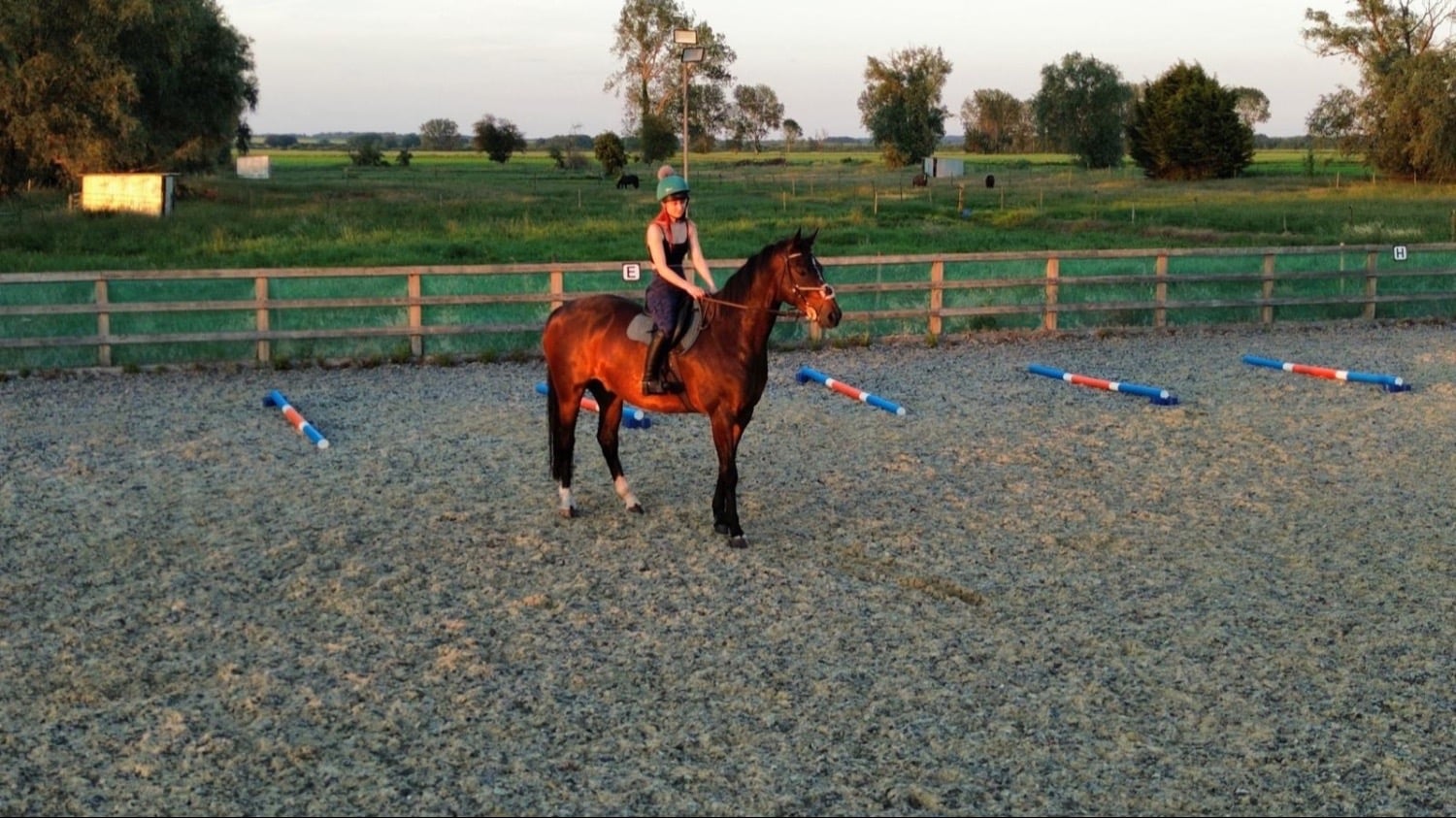 "GCS Messi" Bay Gelding All Rounder
