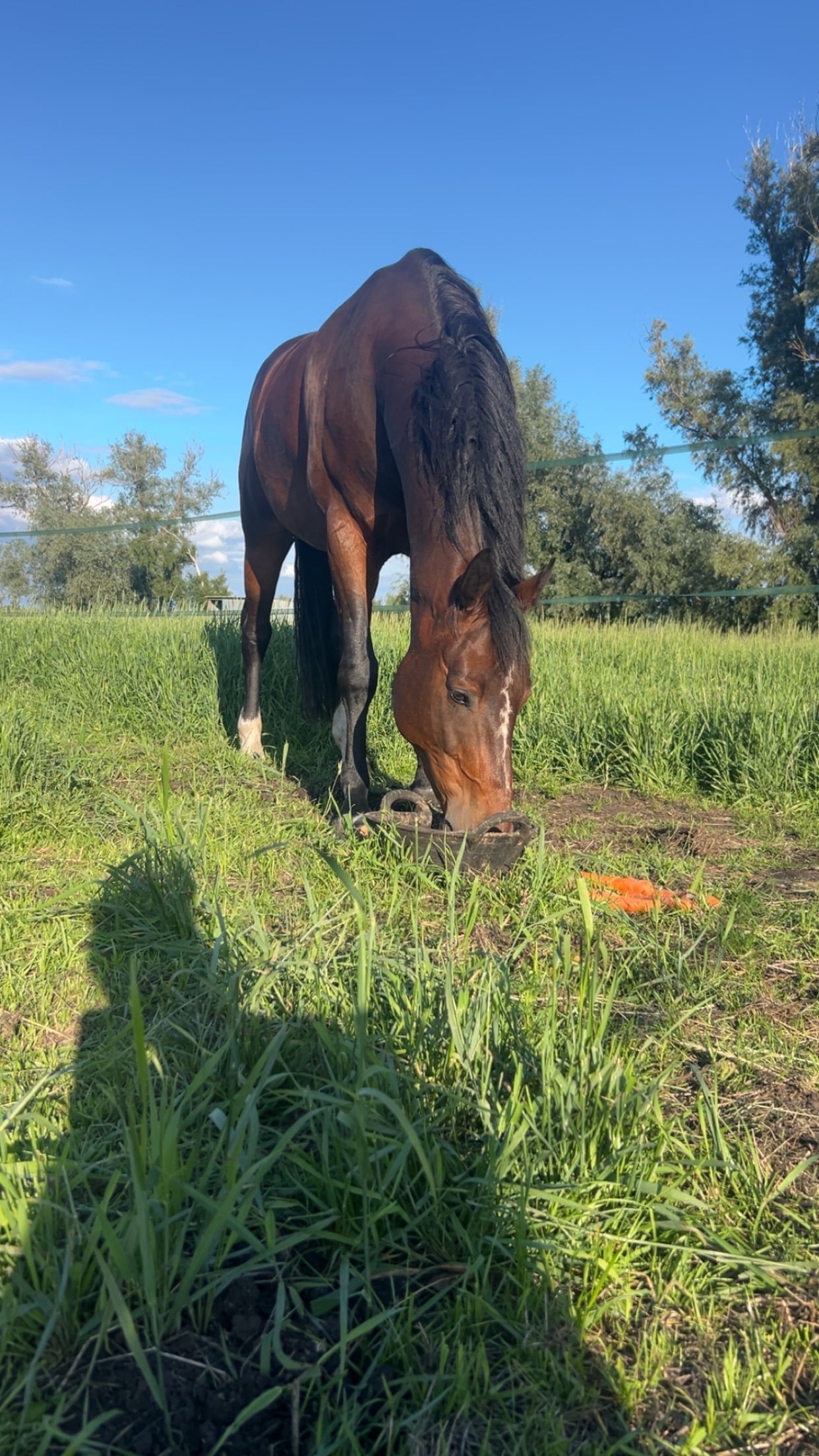 Norwich "GCS Messi" Bay Gelding All Rounder