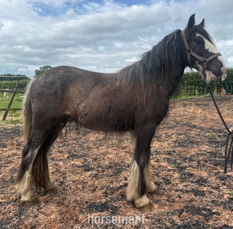 "Tajhan " Black Roan Gelding Youngstock / Foal