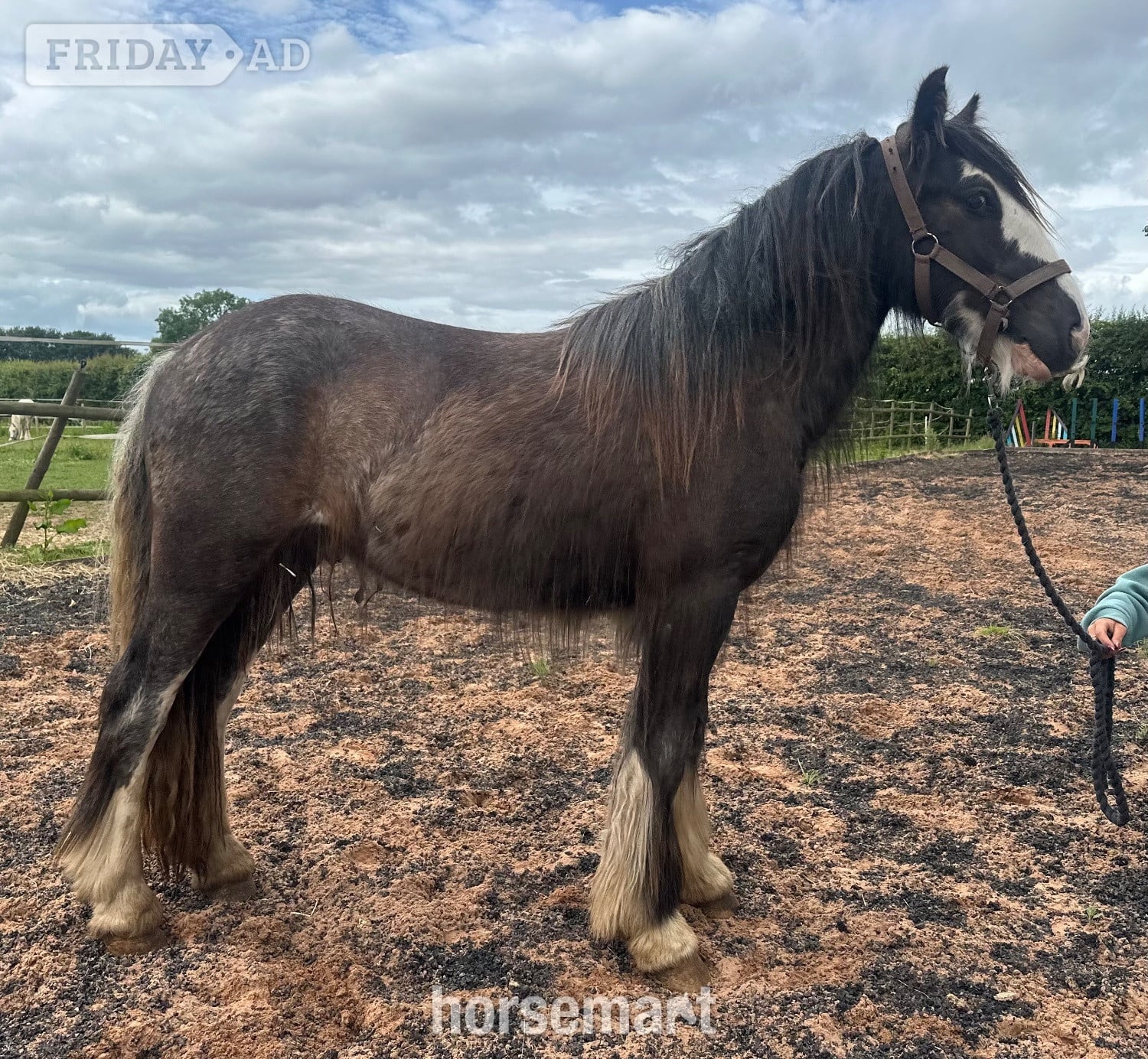 Wolverhampton "Tajhan " Black Roan Gelding Youngstock / Foal