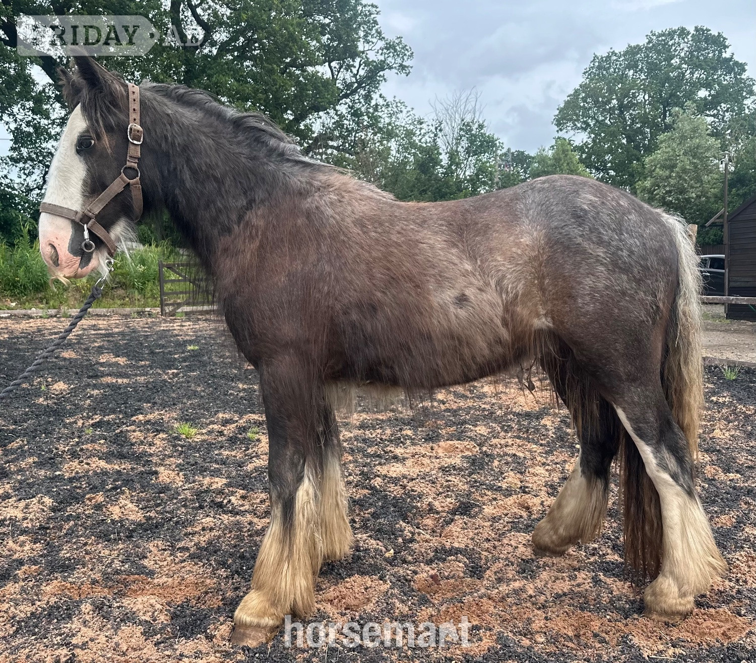 "Tajhan " Black Roan Gelding Youngstock / Foal - Horses