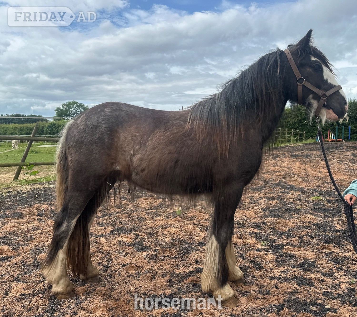 "Tajhan " Black Roan Gelding Youngstock / Foal - Horses in Wolverhampton