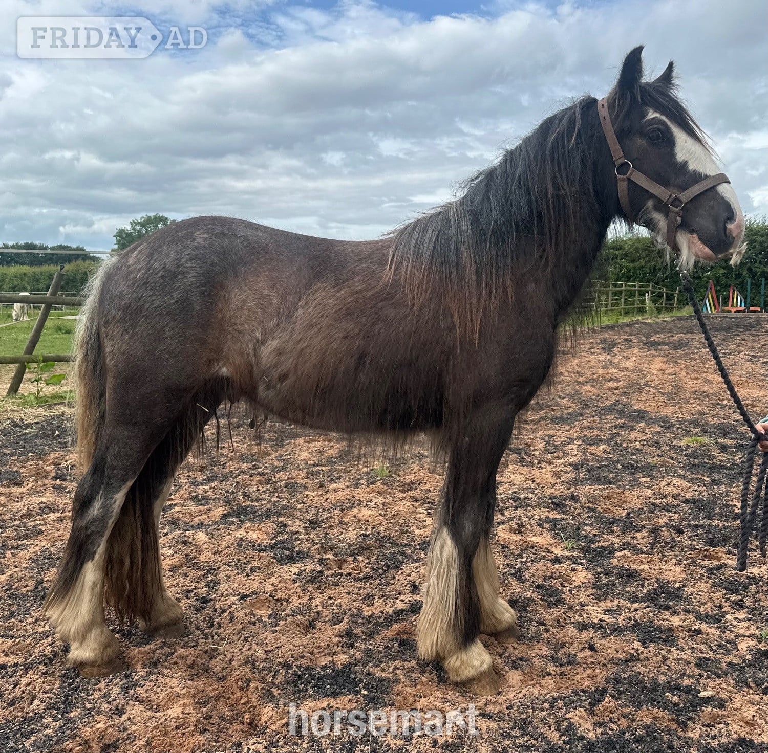 "Tajhan " Black Roan Gelding Youngstock / Foal in Wolverhampton
