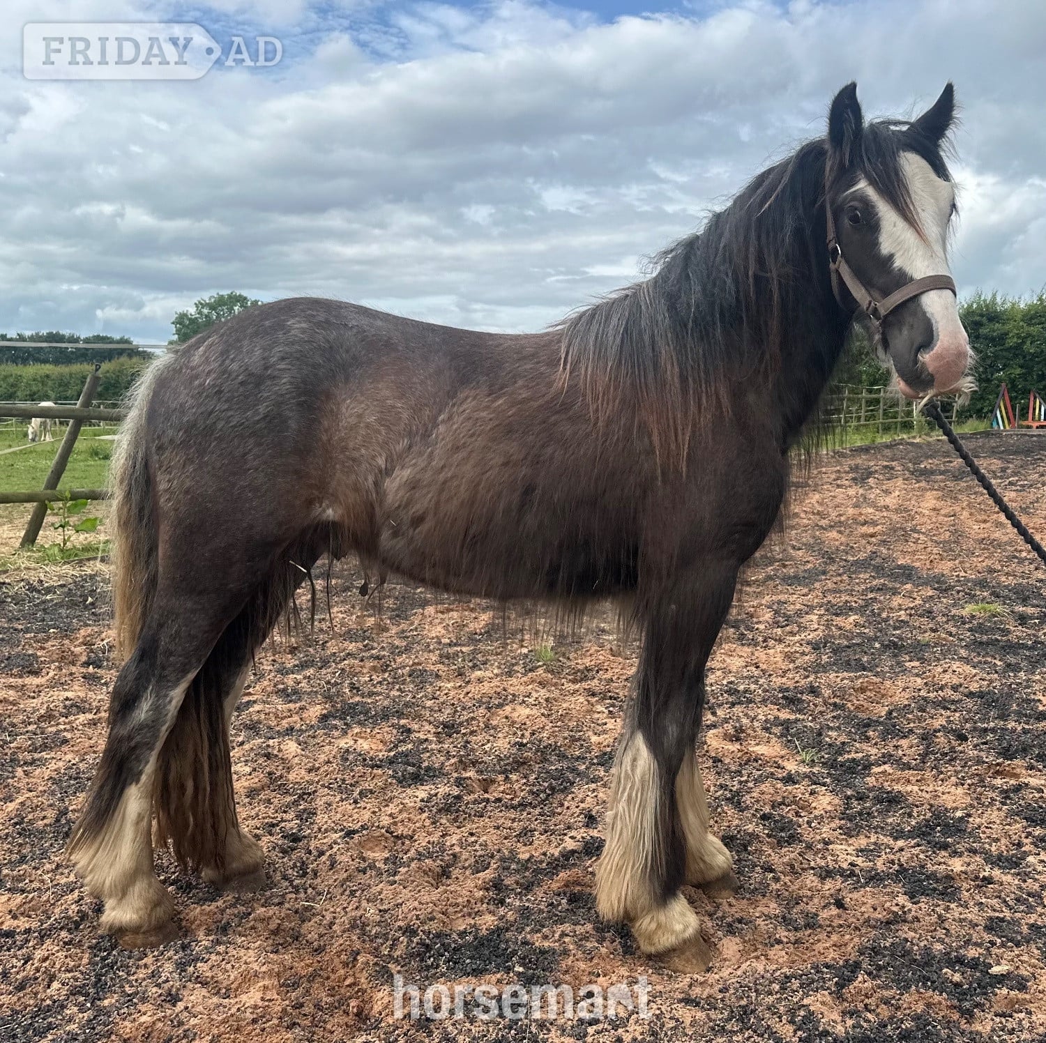 "Tajhan " Black Roan Gelding Youngstock / Foal