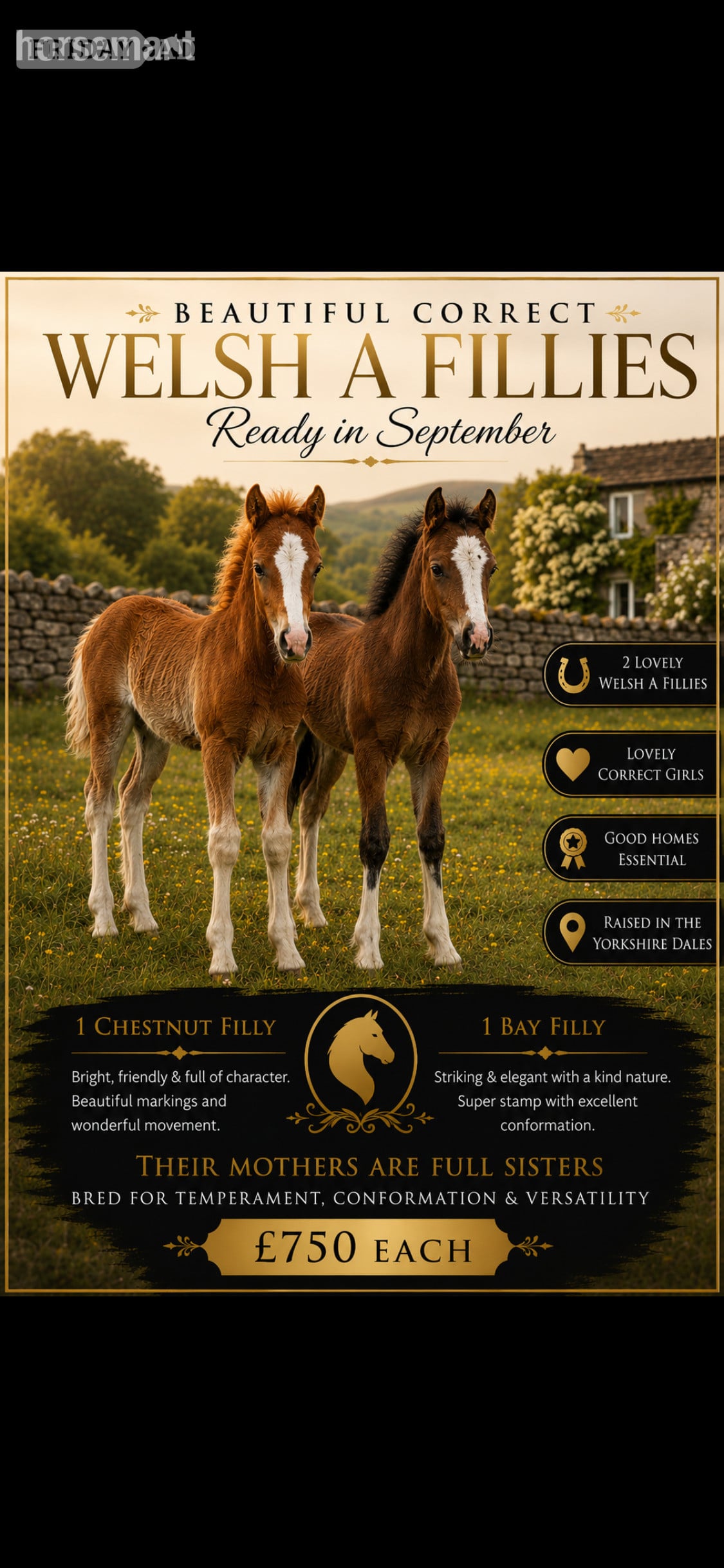 "Bambi &amp; clover " Chestnut Roan Filly Mountain & Moorland Pony in Skipton