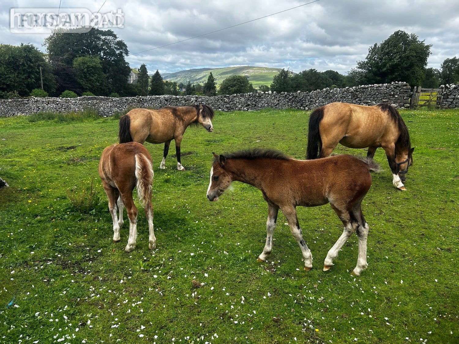 "Bambi &amp; clover " Chestnut Roan Filly Mountain & Moorland Pony