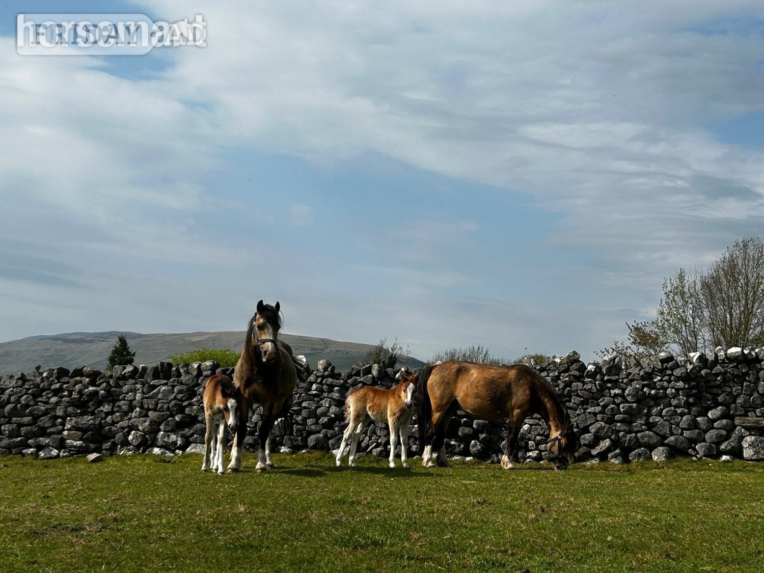 Skipton "Bambi &amp; clover " Chestnut Roan Filly Mountain & Moorland Pony