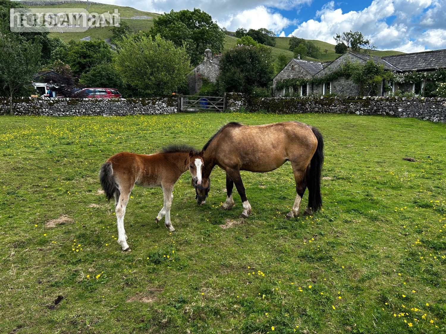 "Bambi &amp; clover " Chestnut Roan Filly Mountain & Moorland Pony - Horses in Skipton