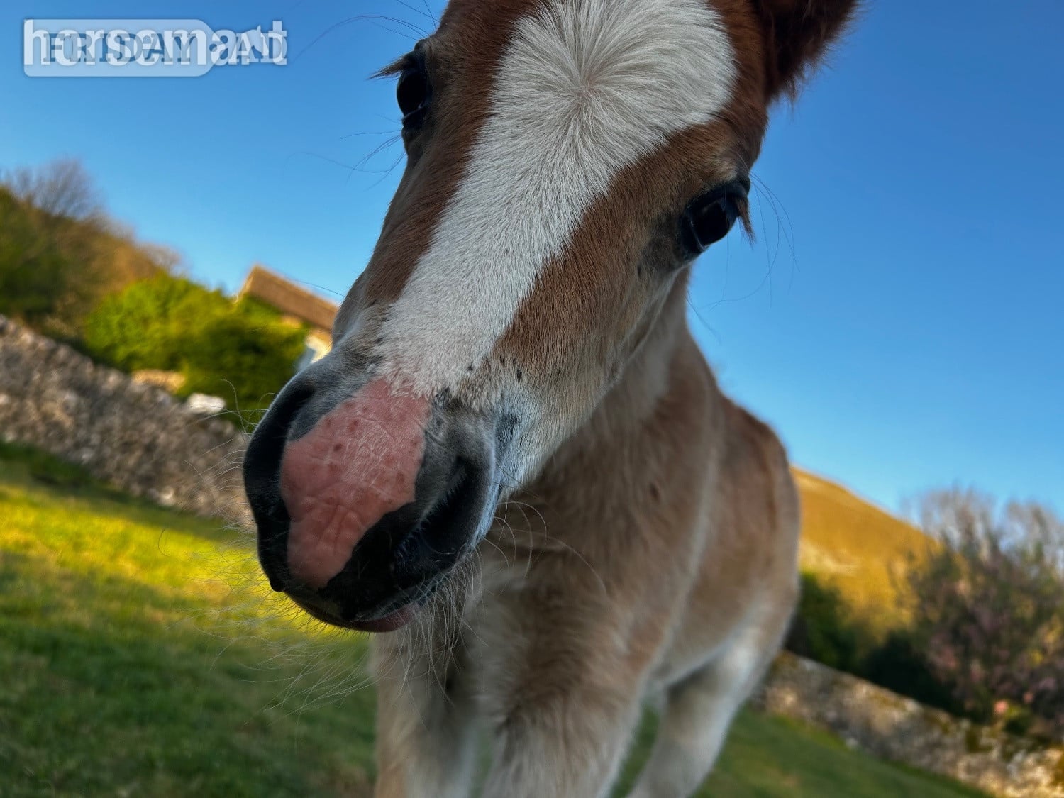 "Bambi &amp; clover " Chestnut Roan Filly Mountain & Moorland Pony - Horses
