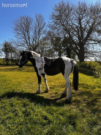 "Maltpool Jodie" Coloured Mare Broodmare