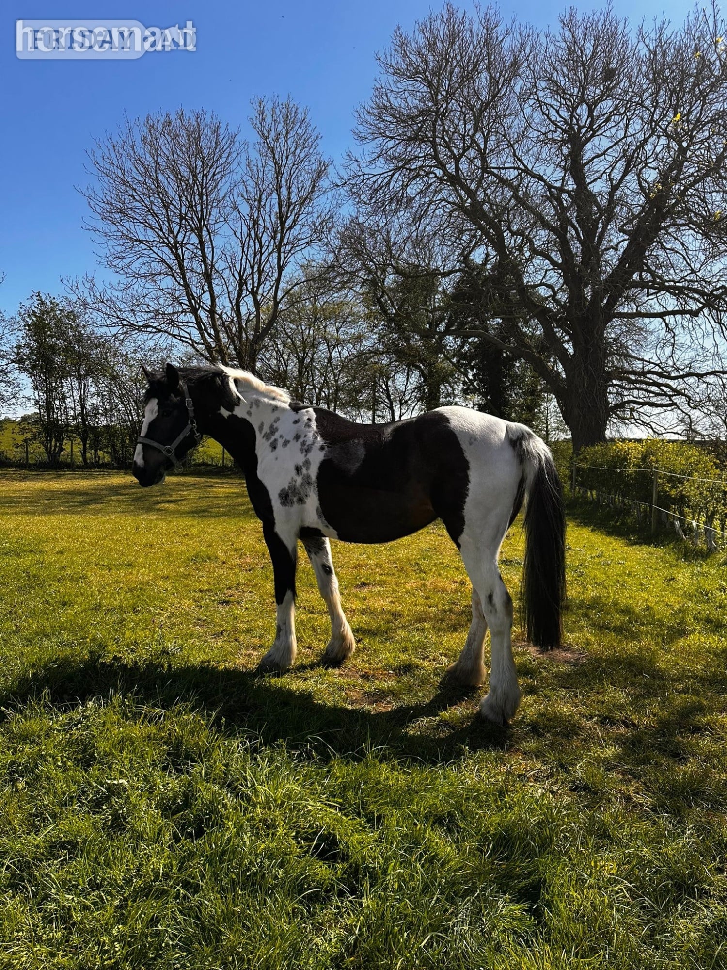 "Maltpool Jodie" Coloured Mare Broodmare in Norwich