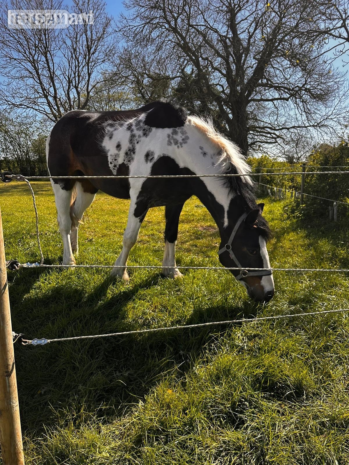 "Maltpool Jodie" Coloured Mare Broodmare