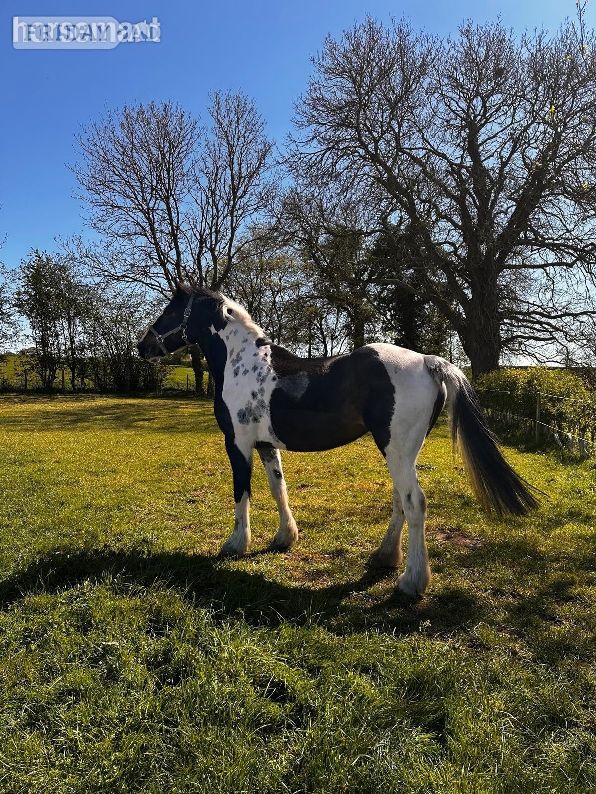 Norwich "Maltpool Jodie" Coloured Mare Broodmare