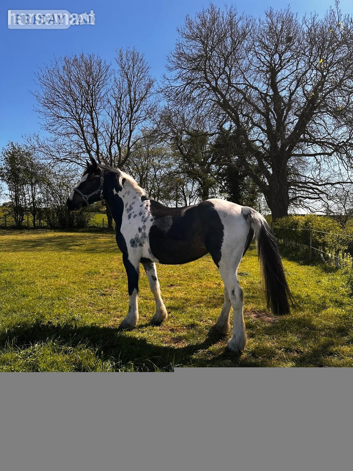 "Maltpool Jodie" Coloured Mare Broodmare - Horses in Norwich