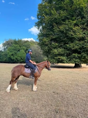 "Chester"  Gelding Cob/Heavy Horse