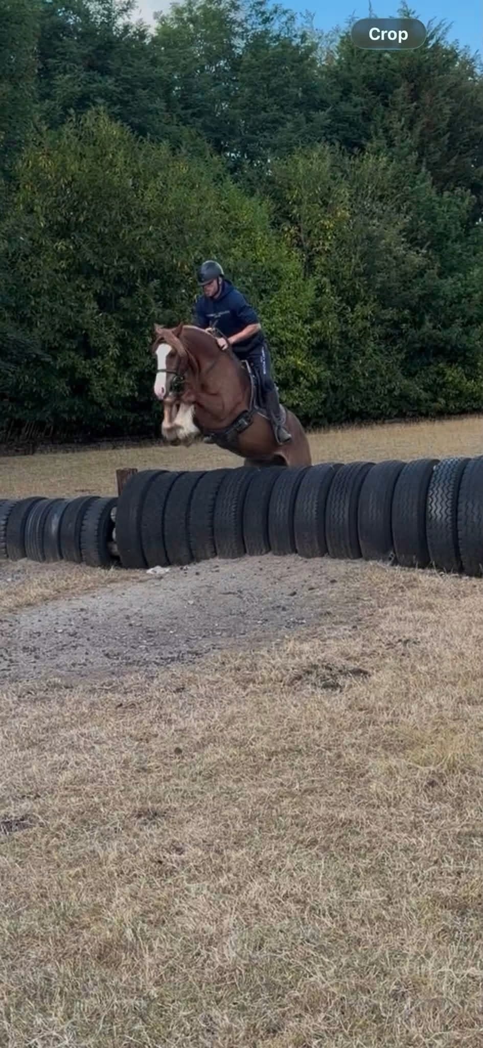 "Chester"  Gelding Cob/Heavy Horse