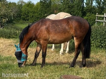 "Rocky" Bay Gelding Youngstock / Foal