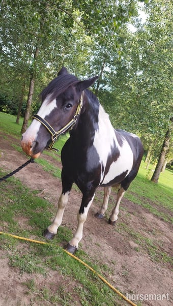 Lily a Gypsy Cob Mare for part loan currently standing at 13.3hh