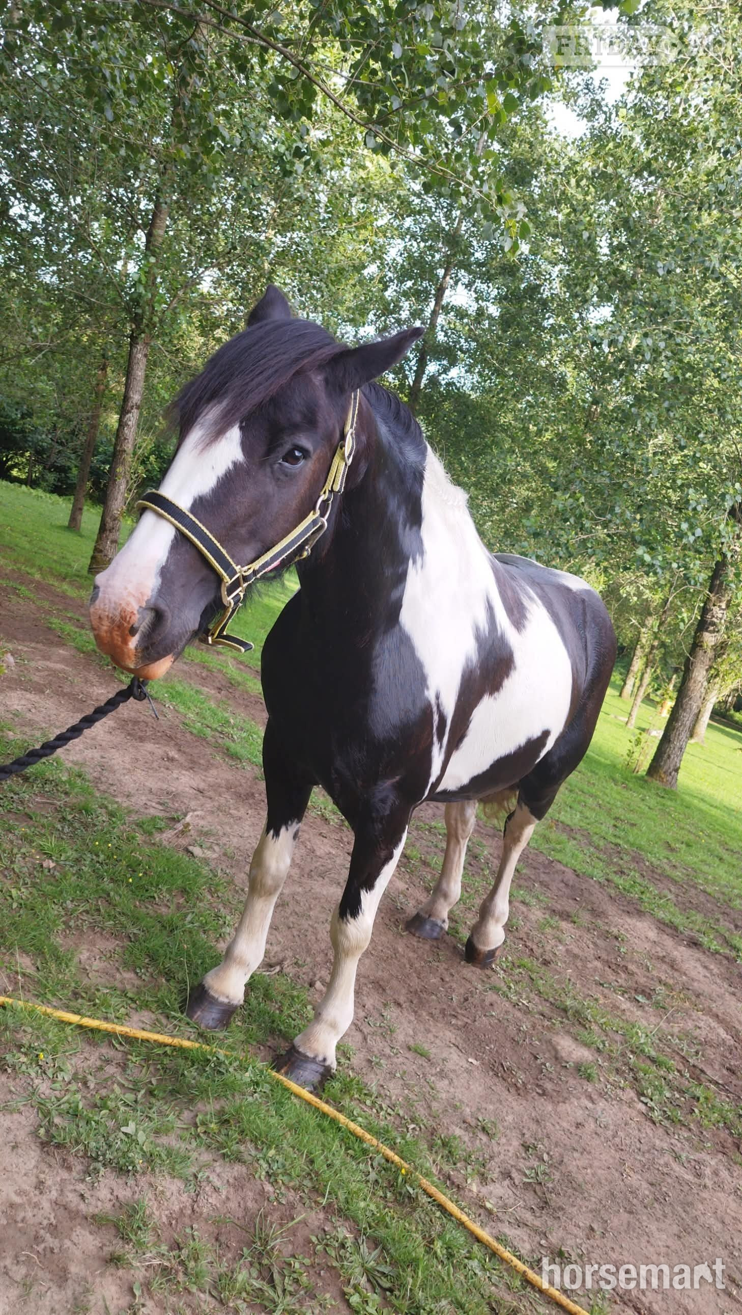 Lily a Gypsy Cob Mare for part loan currently standing at 13.3hh in Mountain Ash
