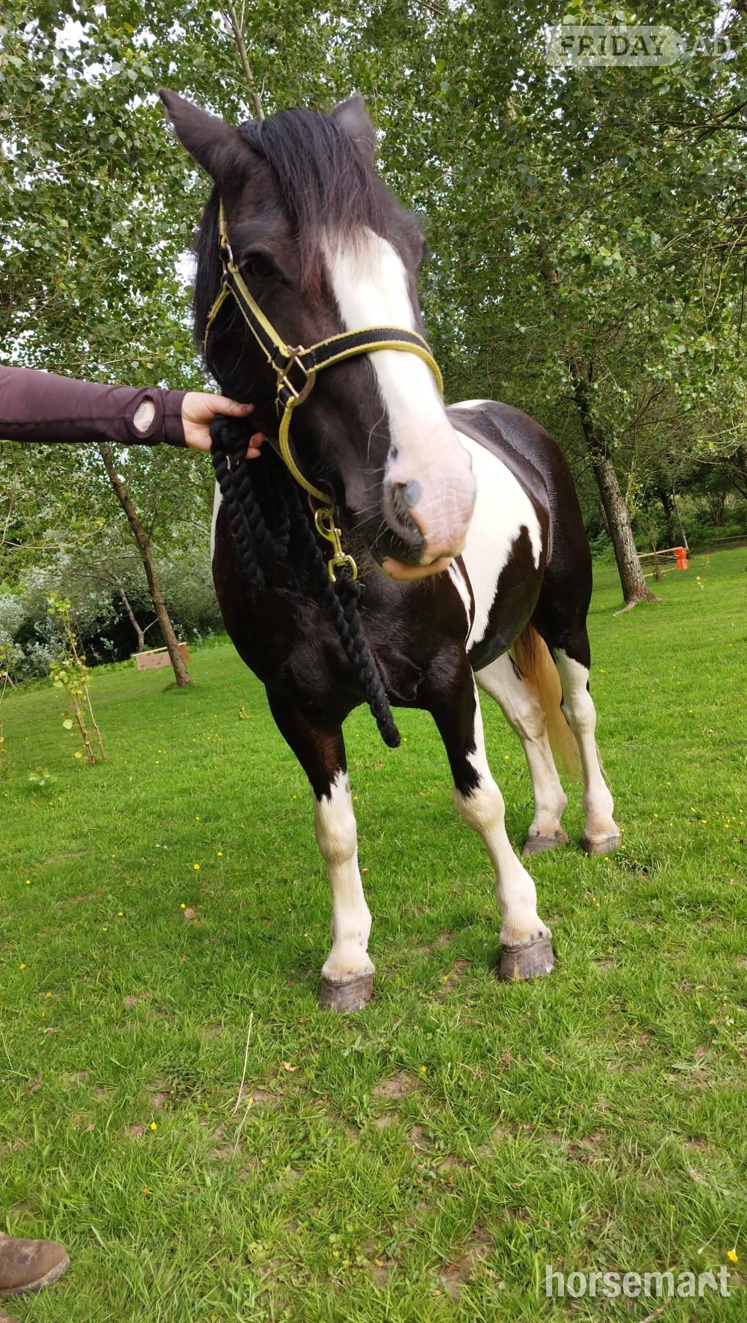 Lily a Gypsy Cob Mare for part loan currently standing at 13.3hh