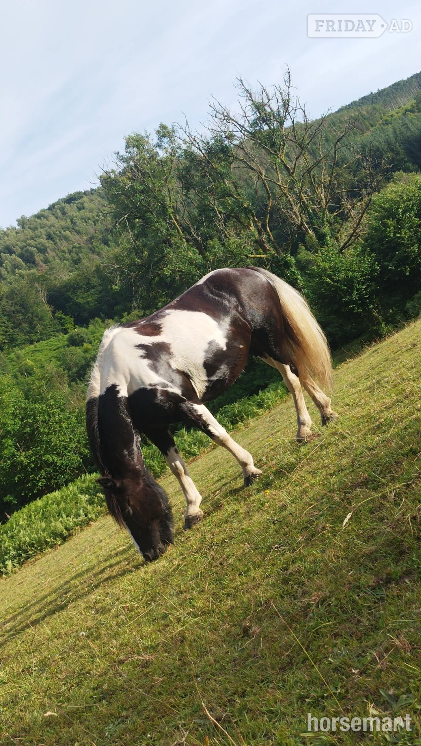 Mountain Ash Lily a Gypsy Cob Mare for part loan currently standing at 13.3hh