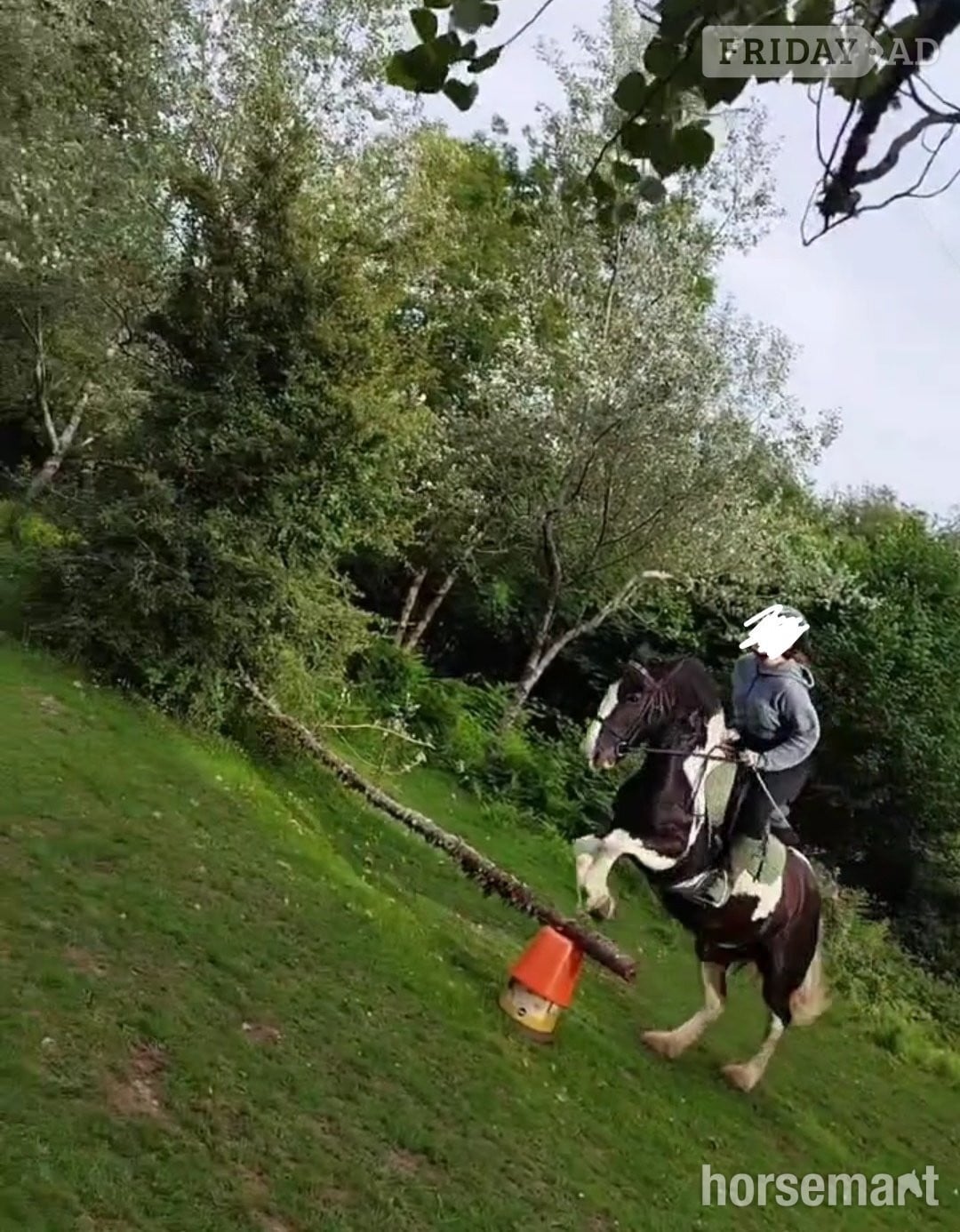 Lily a Gypsy Cob Mare for part loan currently standing at 13.3hh - Horses in Mountain Ash