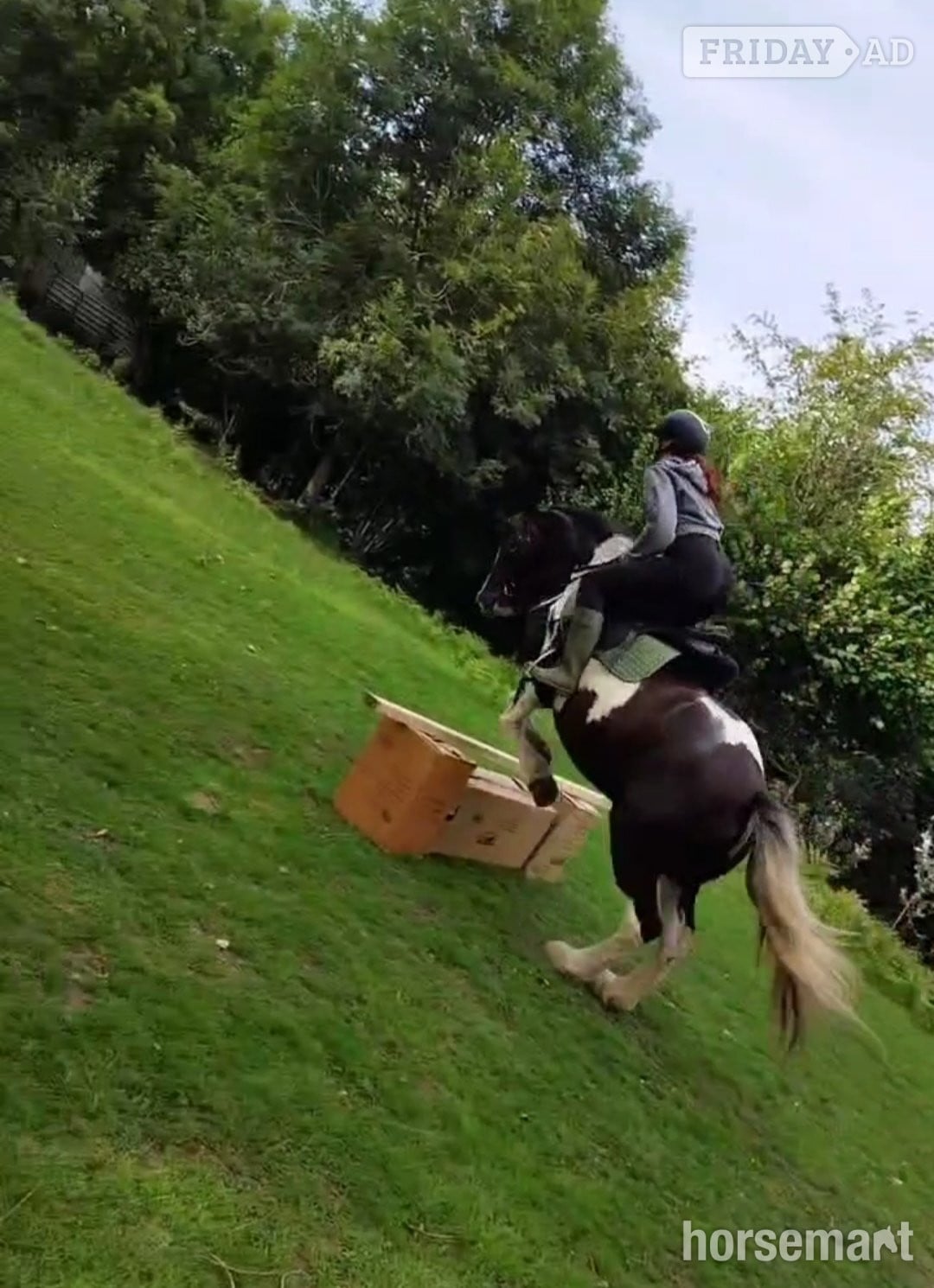 Lily a Gypsy Cob Mare for part loan currently standing at 13.3hh - Horses