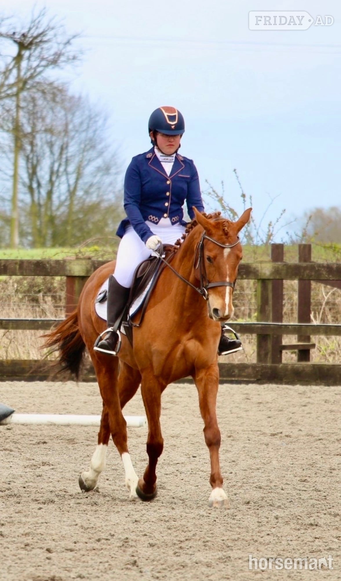 "Electra" Chestnut Mare All Rounder in Sunderland