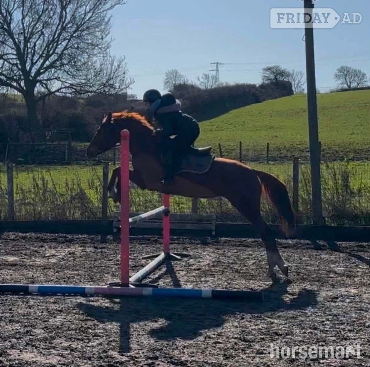 "Electra" Chestnut Mare All Rounder
