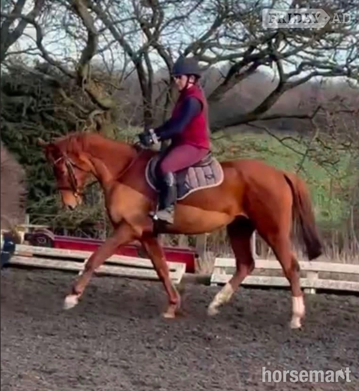 Sunderland "Electra" Chestnut Mare All Rounder