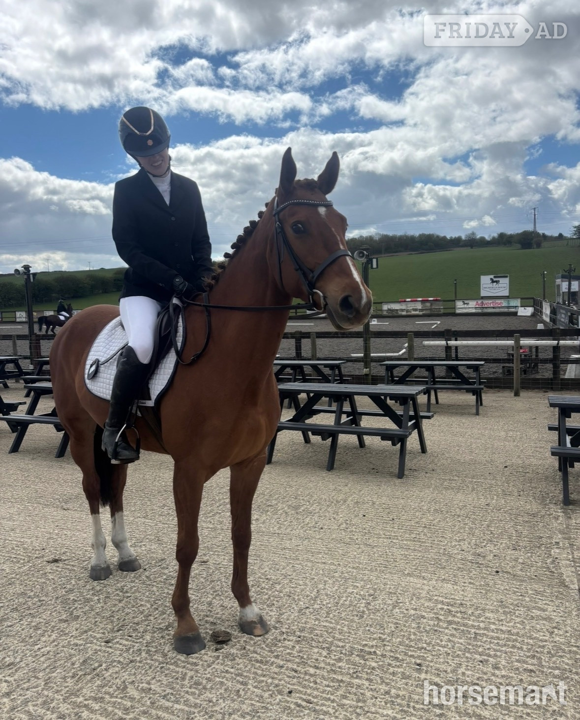 "Electra" Chestnut Mare All Rounder - Horses in Sunderland