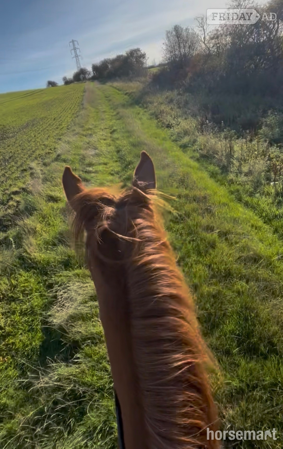 "Electra" Chestnut Mare All Rounder - Horses