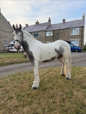 "Boris " Blue &amp; White Gelding All Rounder
