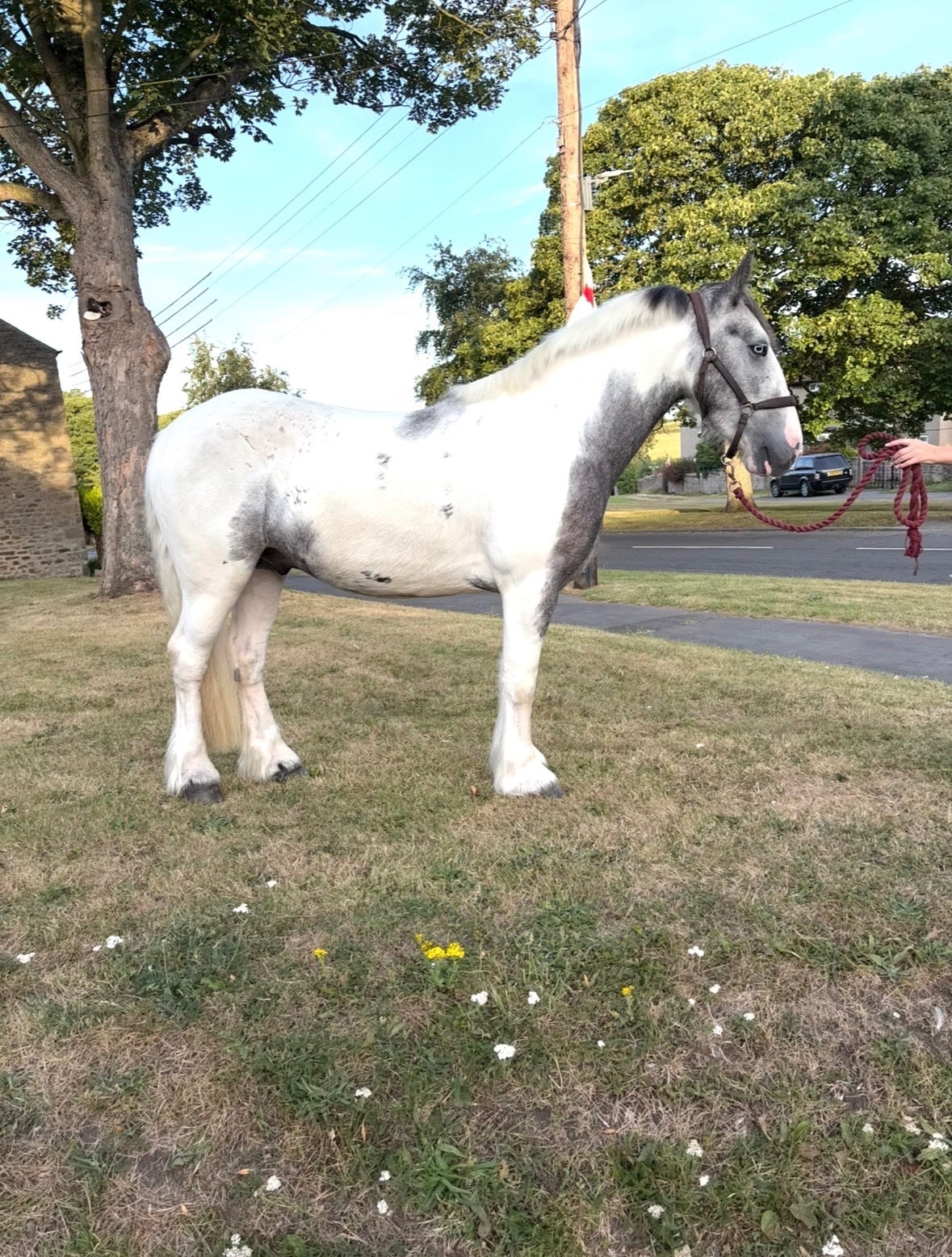 "Boris " Blue &amp; White Gelding All Rounder