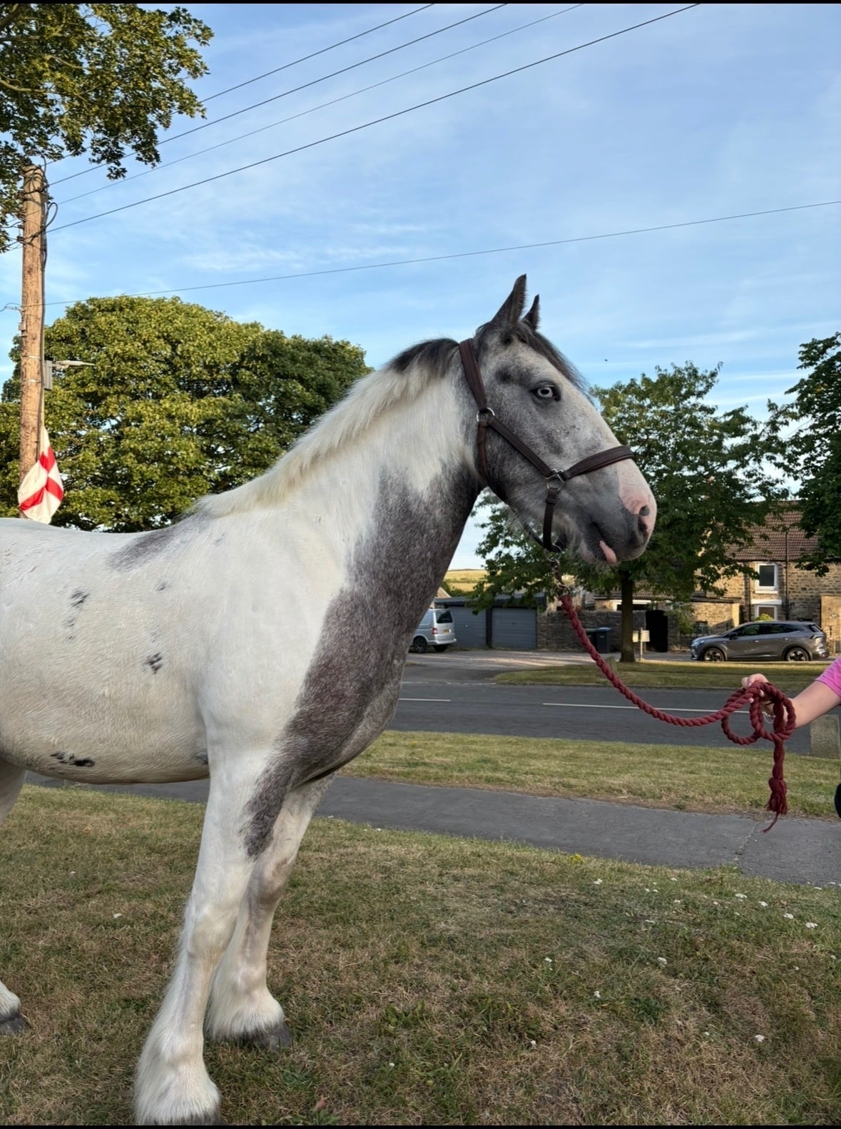 Bishop Auckland "Boris " Blue &amp; White Gelding All Rounder