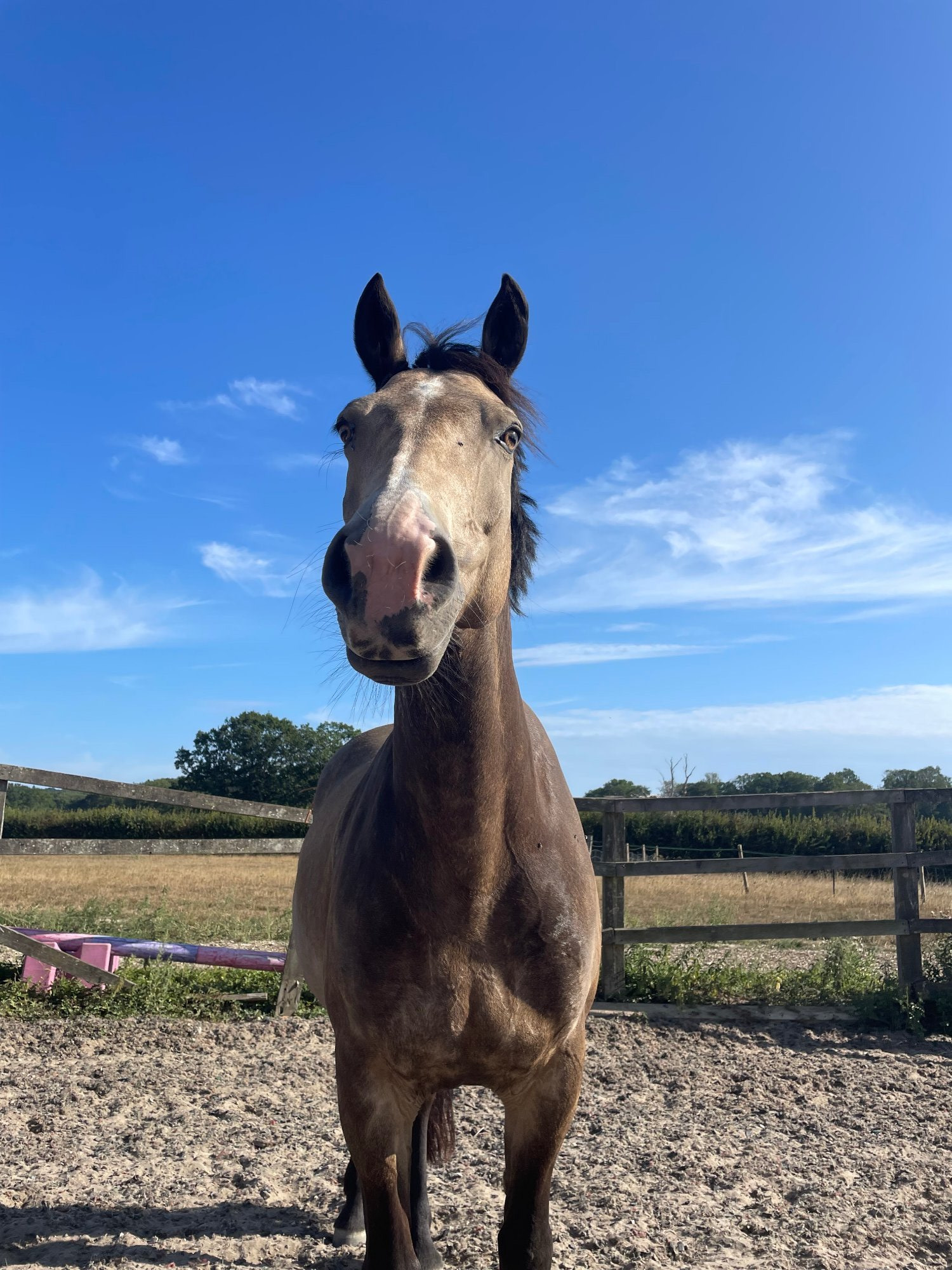 Sharer for fun and forward 14.2 connie 2-3 days per week