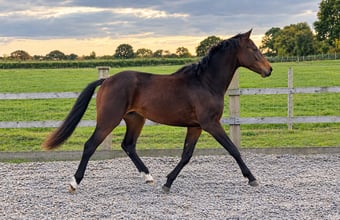 "Valentine Quince " Bay Colt Showing Horse
