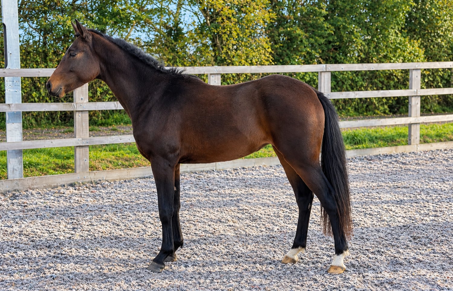 "Valentine Quince " Bay Colt Showing Horse