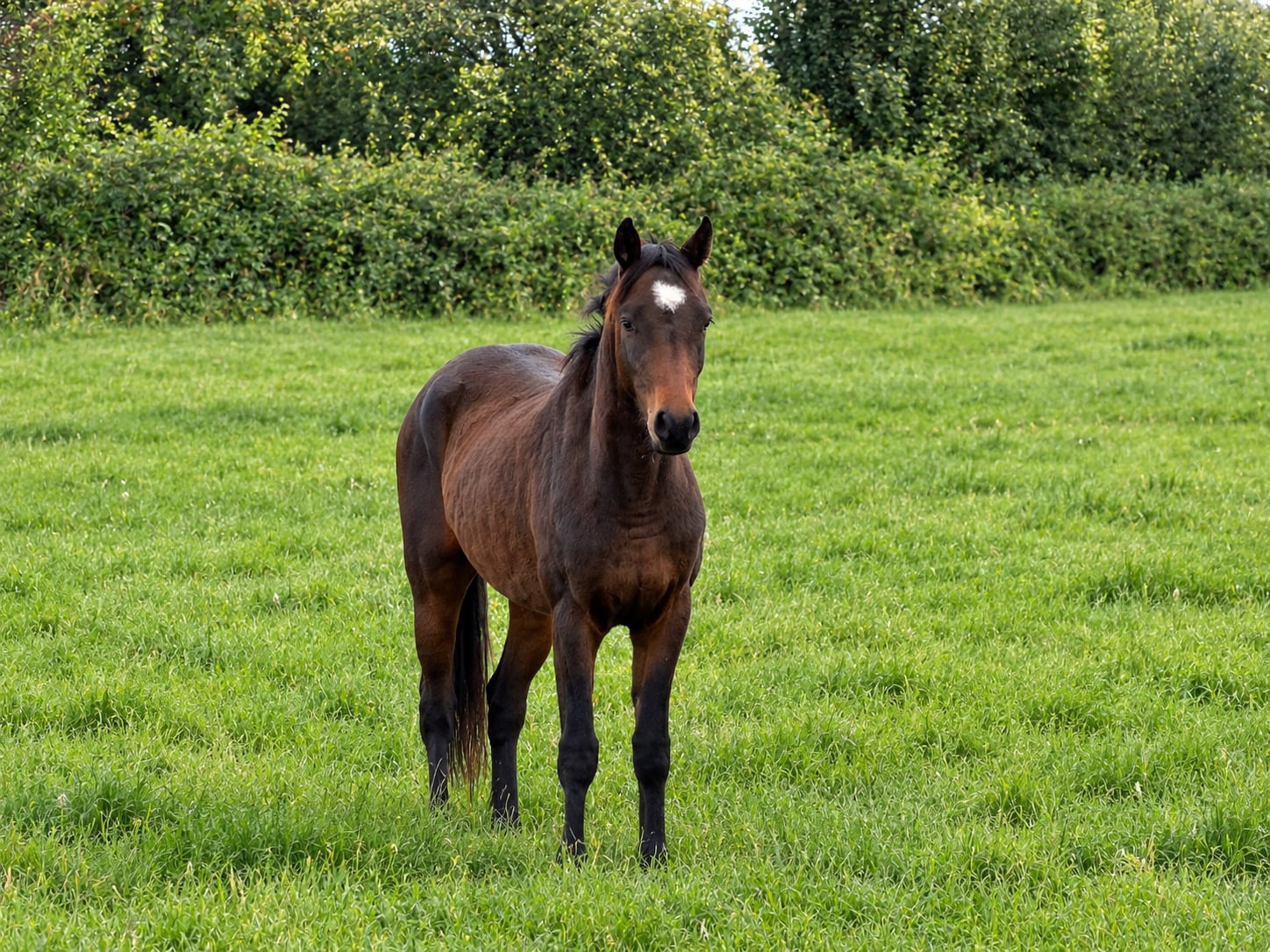 Goole "Valentine Quince " Bay Colt Showing Horse