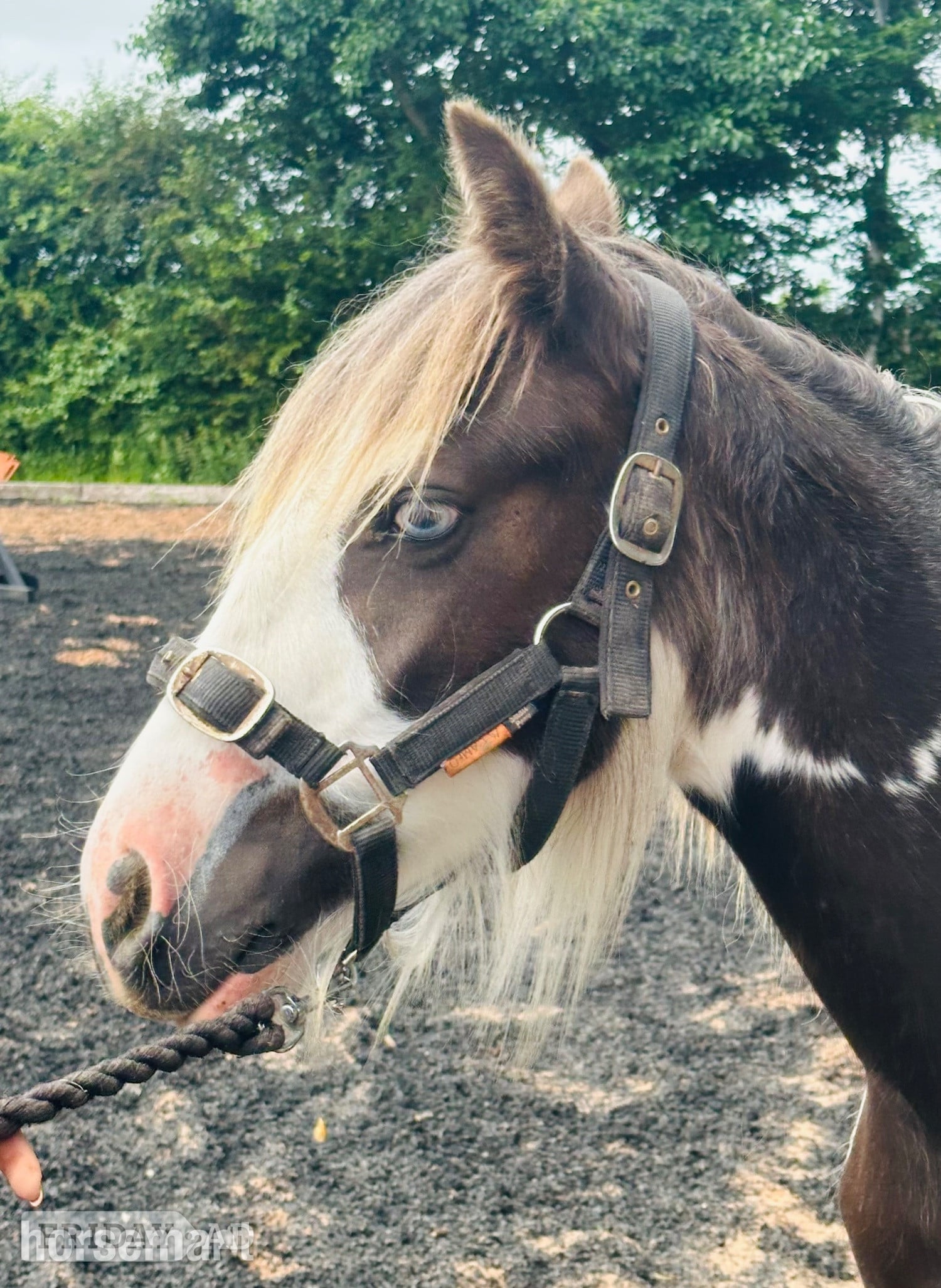 Wolverhampton "Hermit Colette " Tobiano Filly Youngstock / Foal