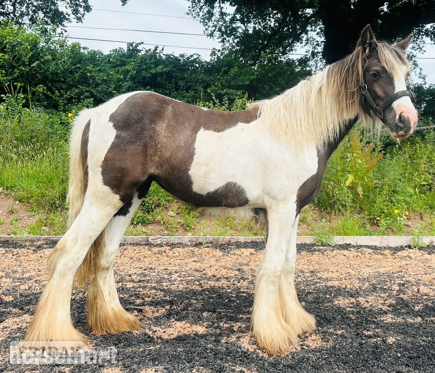 "Hermit Colette " Tobiano Filly Youngstock / Foal in Wolverhampton