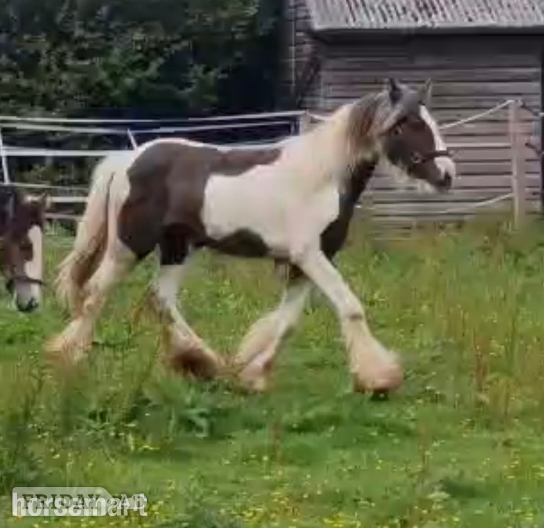 "Hermit Colette " Tobiano Filly Youngstock / Foal - Horses