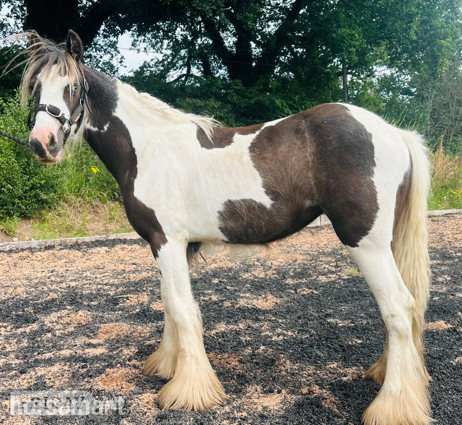 "Hermit Colette " Tobiano Filly Youngstock / Foal
