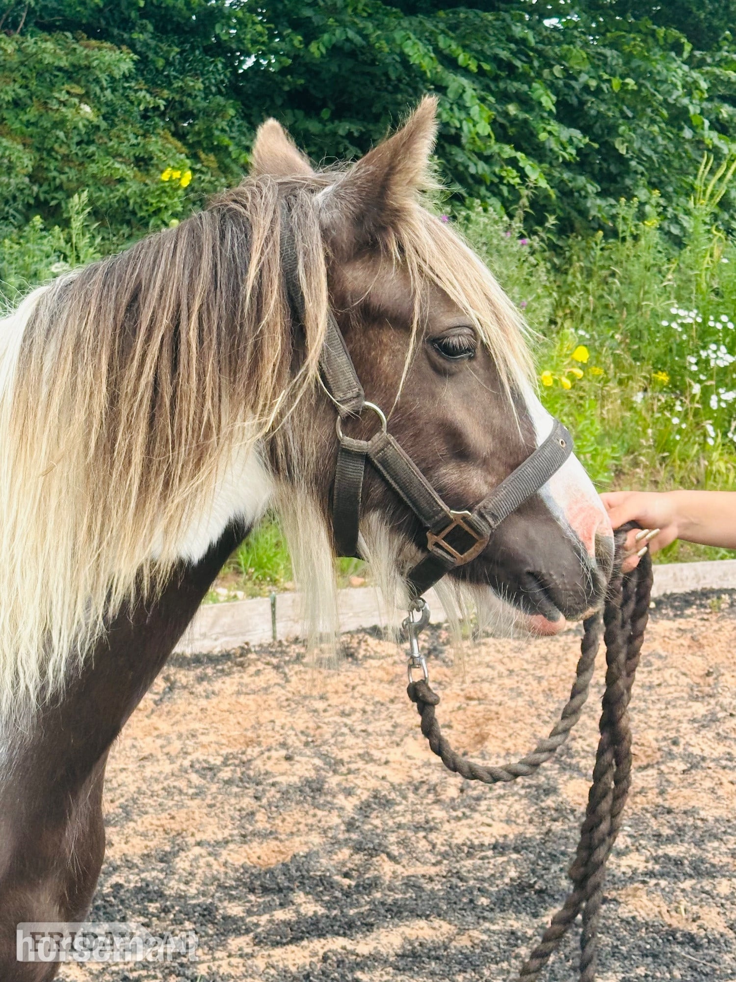 "Hermit Colette " Tobiano Filly Youngstock / Foal - Horses in Wolverhampton