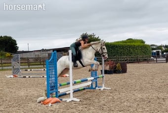 "Sweetie" Fleabitten Grey Mare Schoolmaster