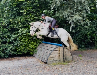 "Sweetie" Fleabitten Grey Mare Schoolmaster