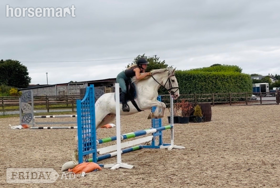 "Sweetie" Fleabitten Grey Mare Schoolmaster in Raheen